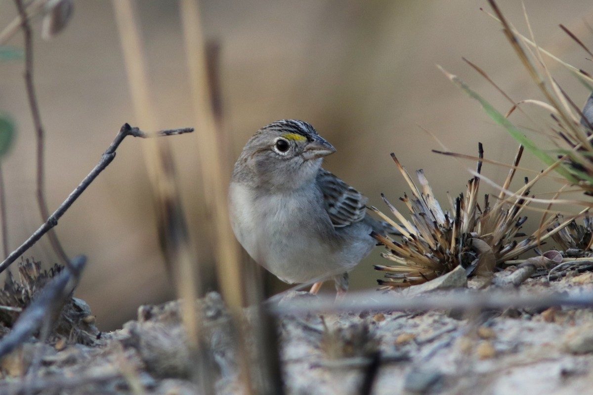 Grassland Sparrow - Richard Dunn