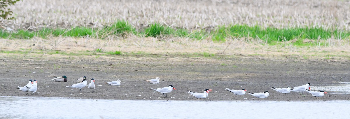 Caspian Tern - Daniel Rousseau