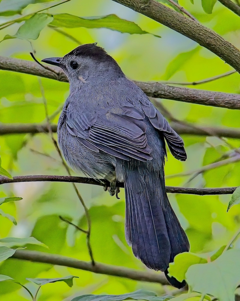 Gray Catbird - ML619174157