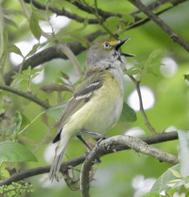 White-eyed Vireo - ML619174169