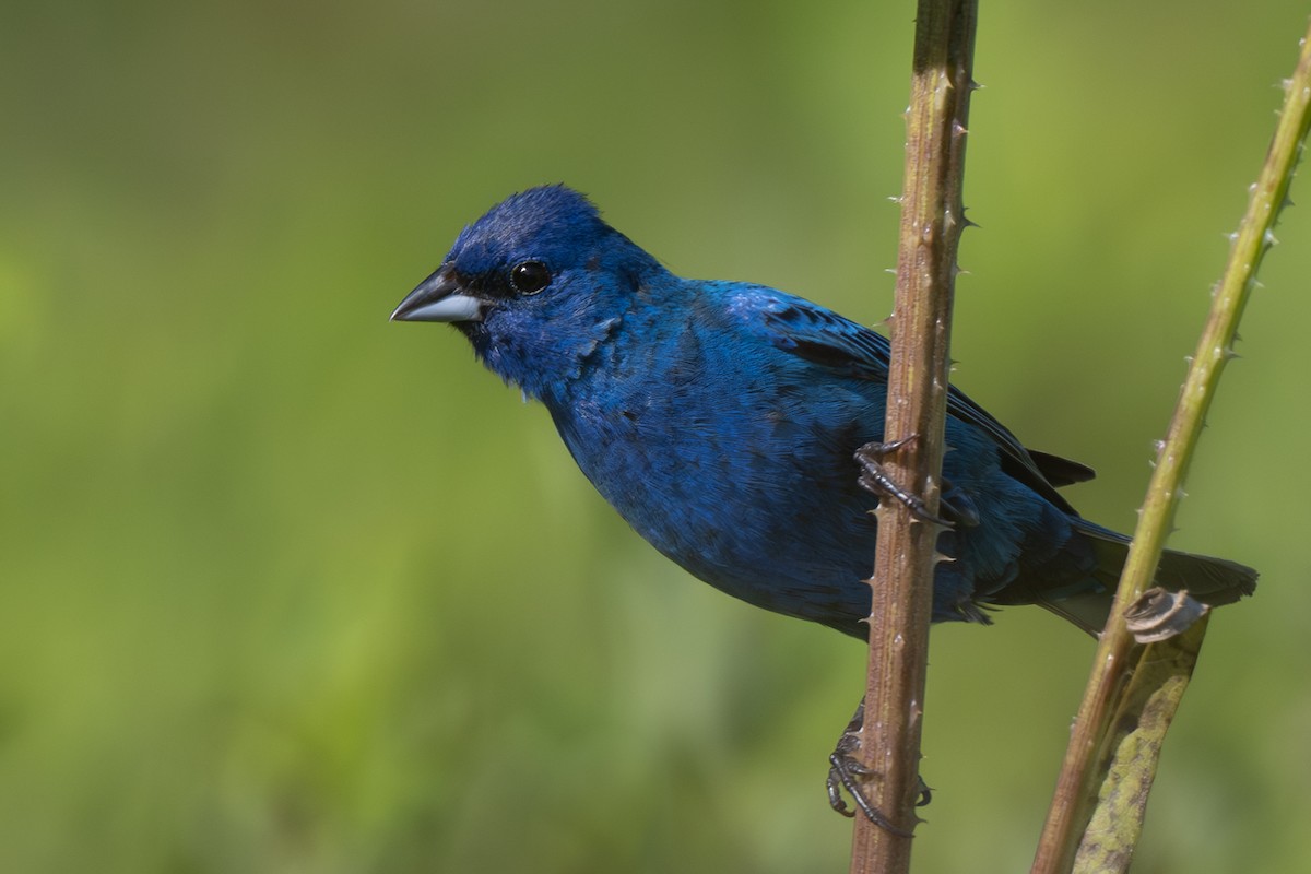 Indigo Bunting - Nadine Bluemel