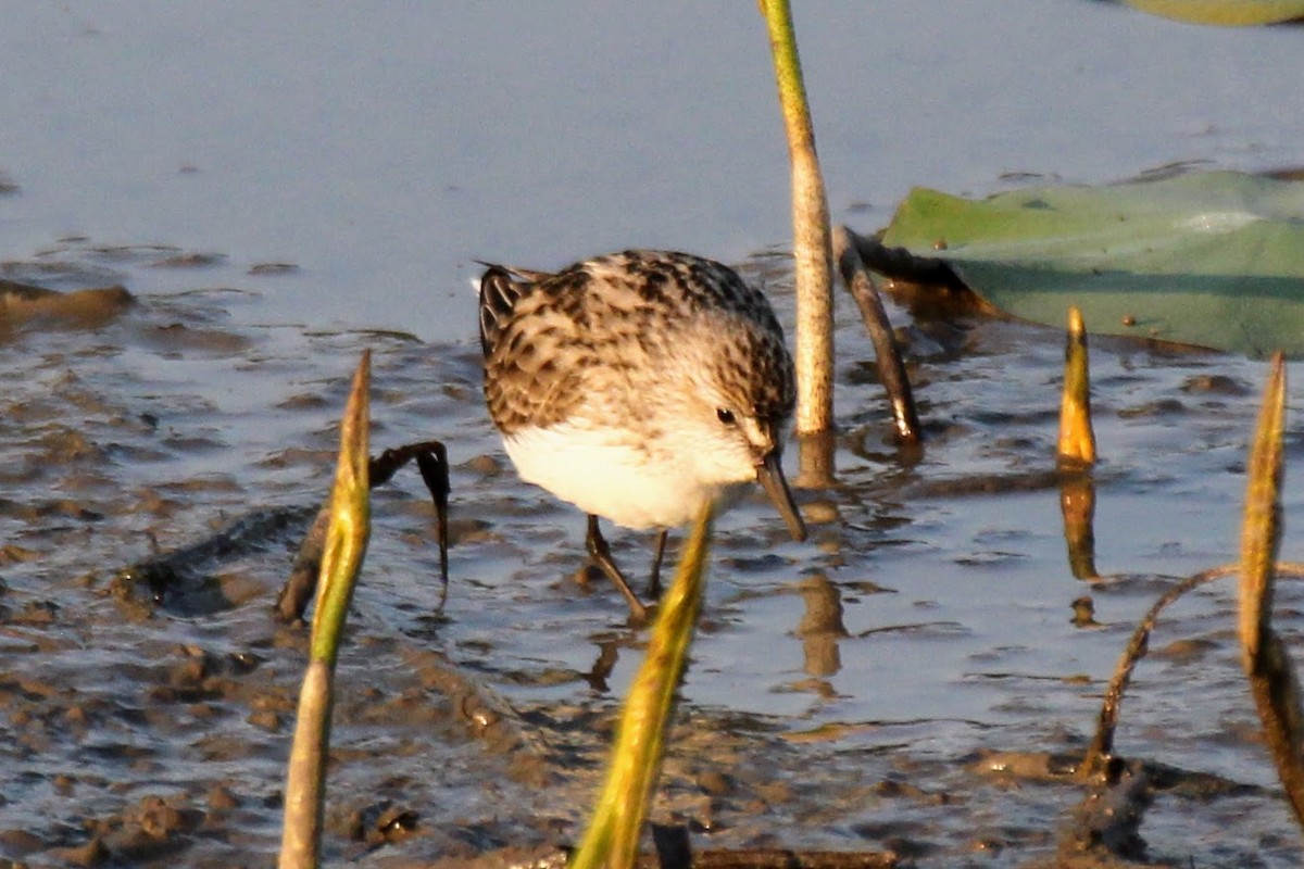 Semipalmated Sandpiper - Steve Hofhine