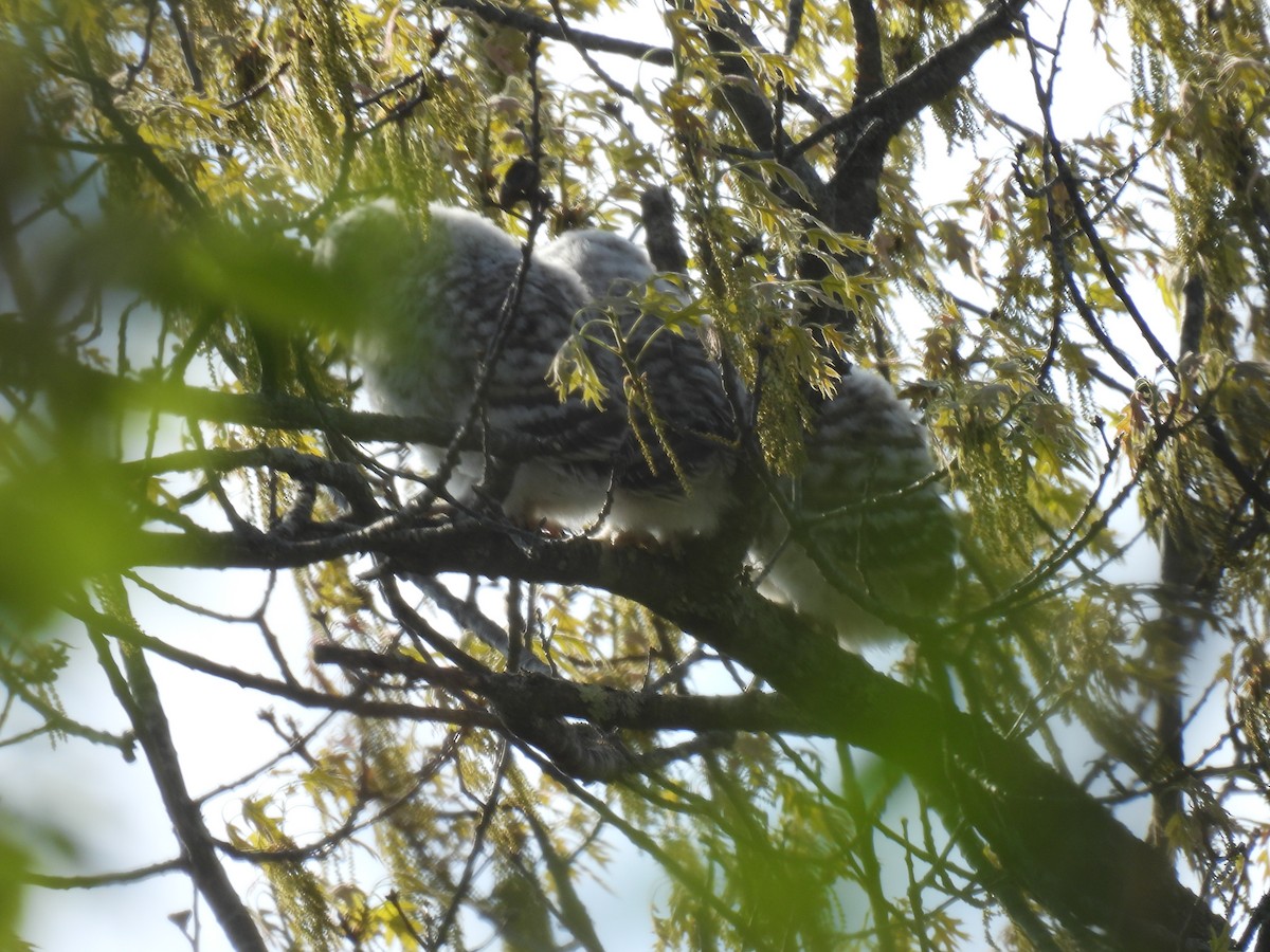 Barred Owl - ML619174179