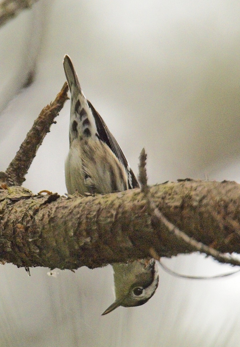 Black-and-white Warbler - Robert Oberfelder