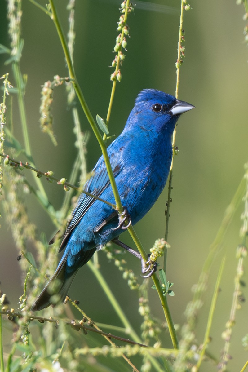 Indigo Bunting - Nadine Bluemel