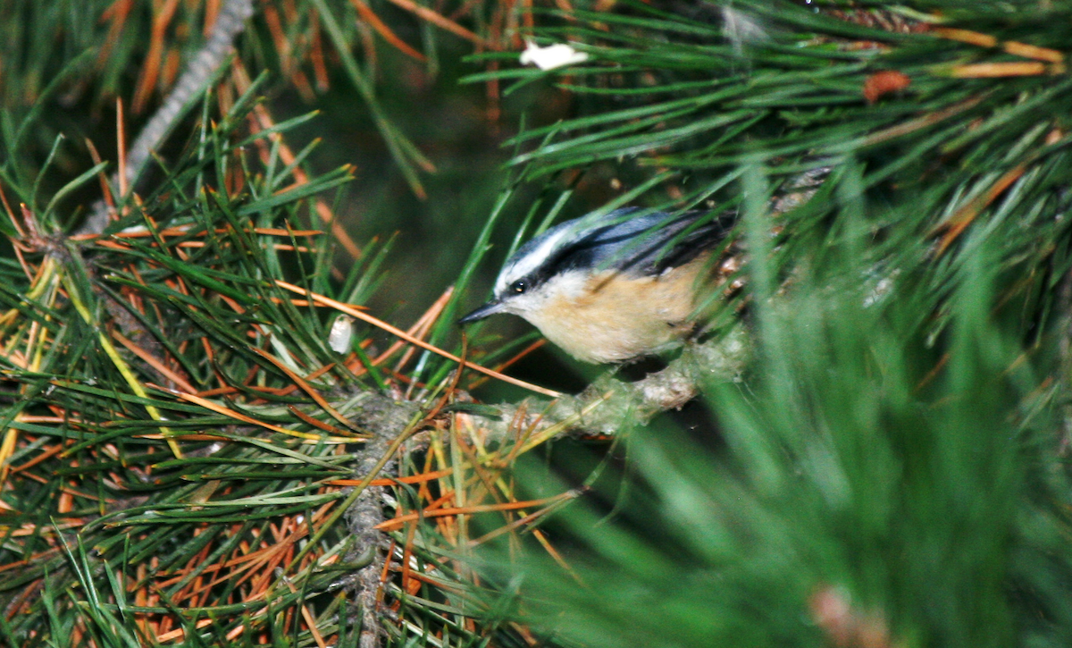 Red-breasted Nuthatch - Muriel & Jennifer Mueller