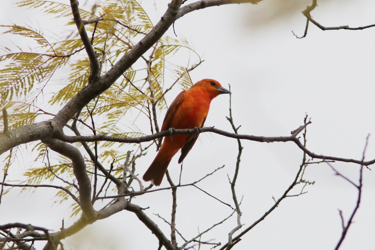 Hepatic Tanager - Richard Dunn