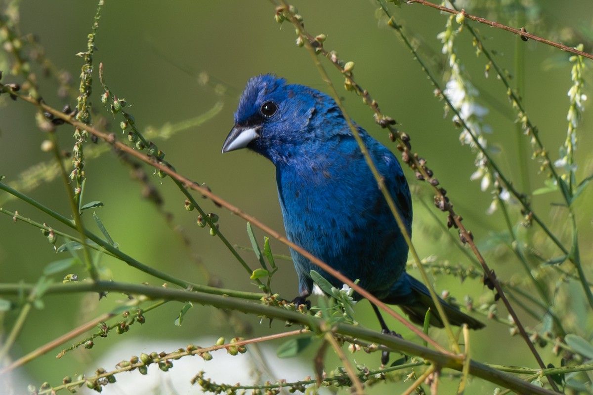 Indigo Bunting - Nadine Bluemel