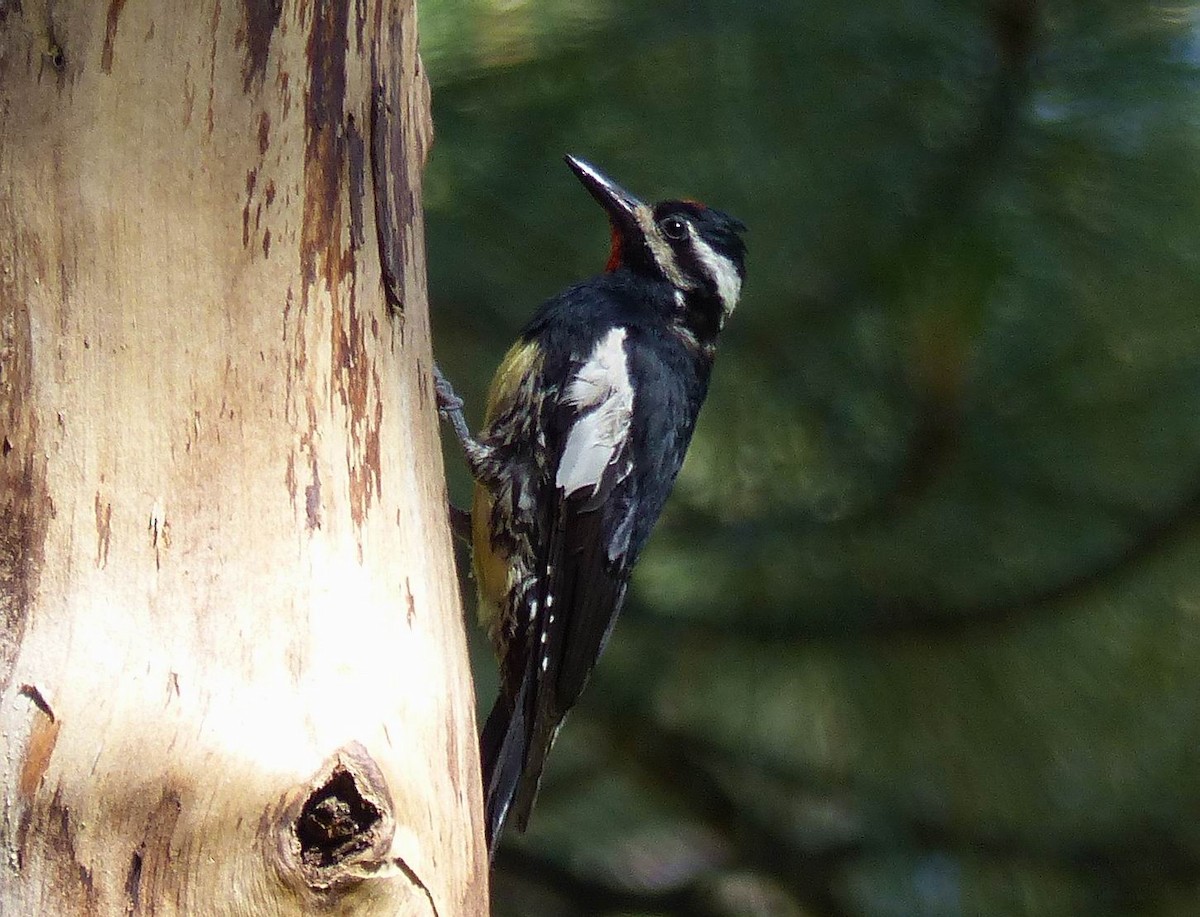 Williamson's Sapsucker - Hendrik Herlyn