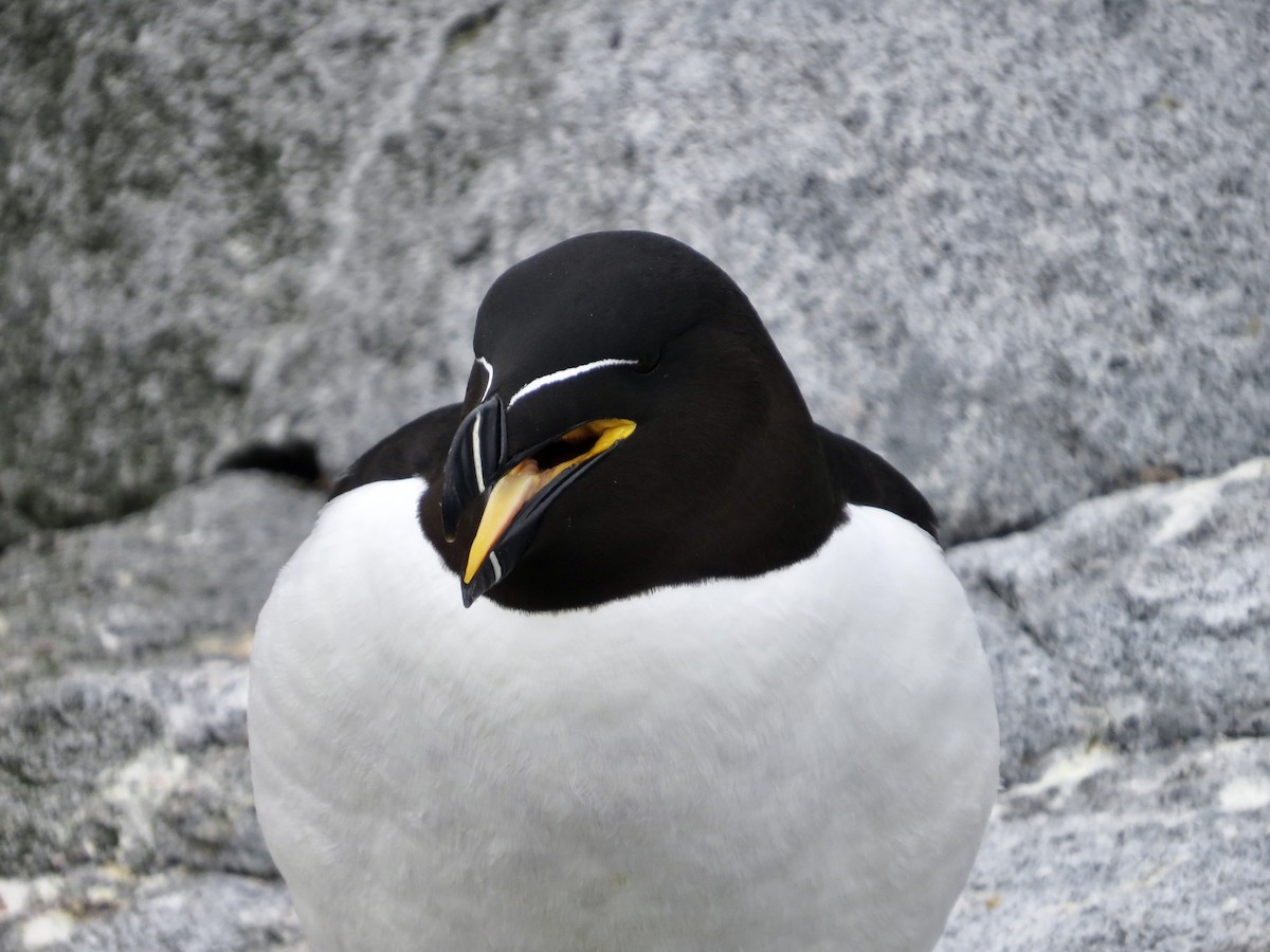 Razorbill - ML619174223