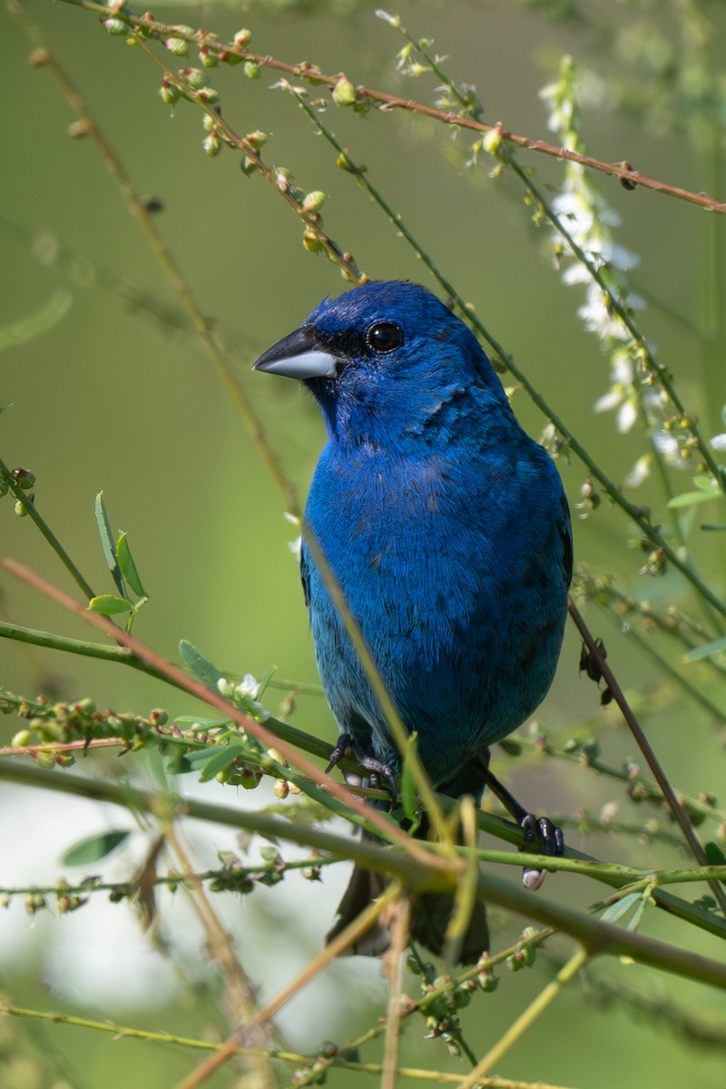 Indigo Bunting - Nadine Bluemel