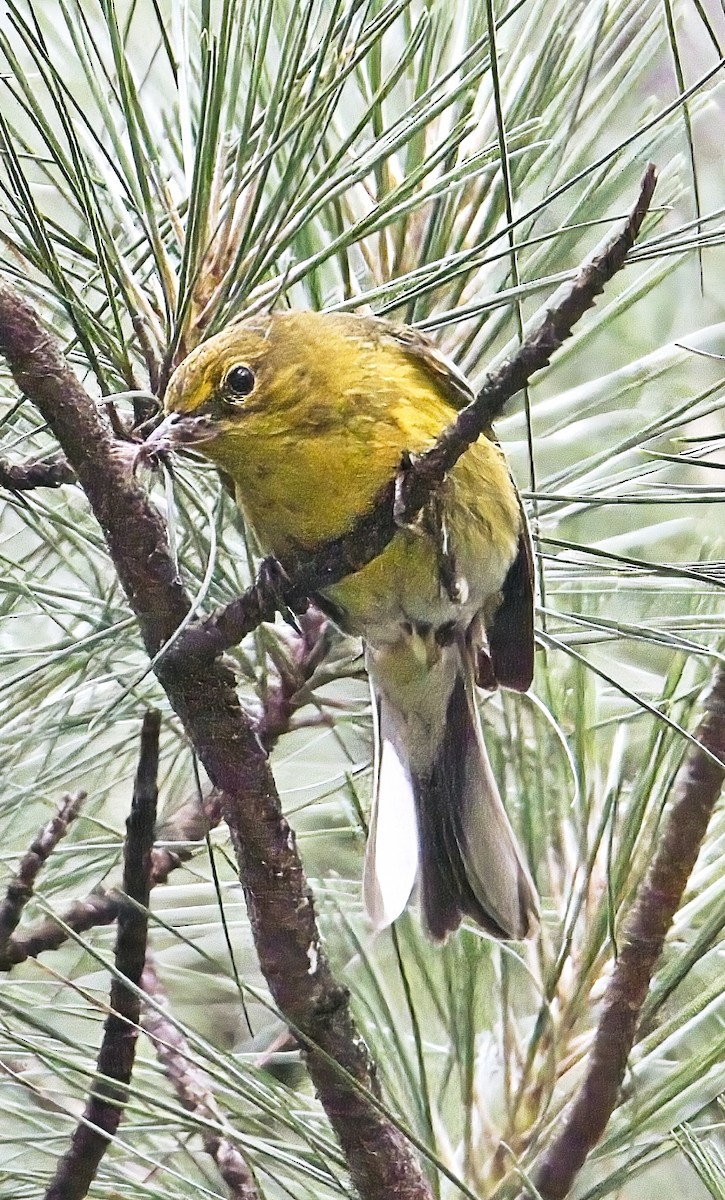 Pine Warbler - ML619174240