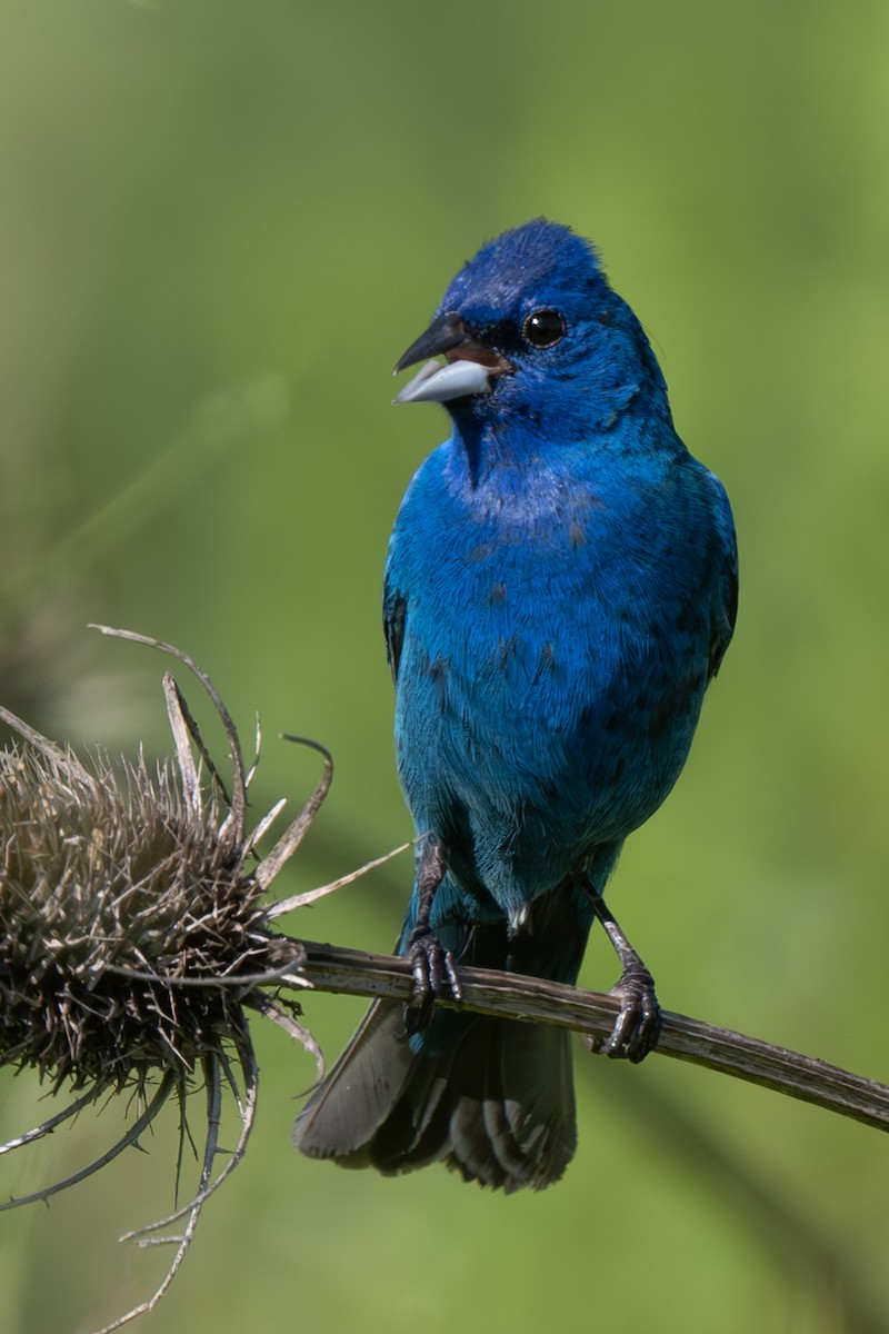 Indigo Bunting - Nadine Bluemel