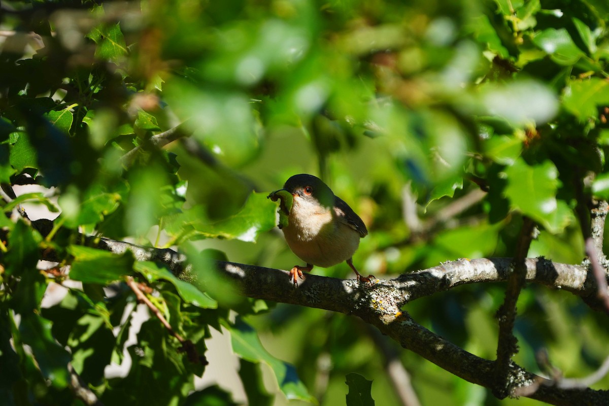 Western Subalpine Warbler - Victoriano Mora Morillo