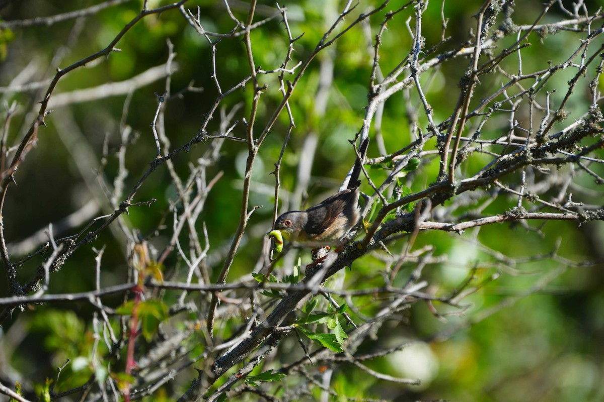 Western Subalpine Warbler - Victoriano Mora Morillo