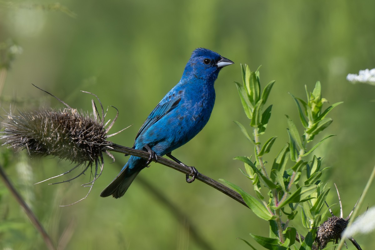 Indigo Bunting - Nadine Bluemel