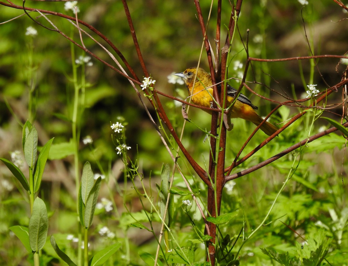 Baltimore Oriole - Dede Kotler