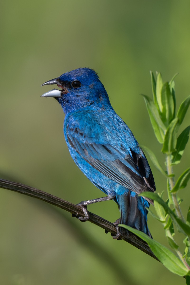 Indigo Bunting - Nadine Bluemel