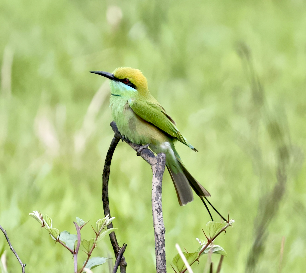 Asian Green Bee-eater - Joseph Tobias