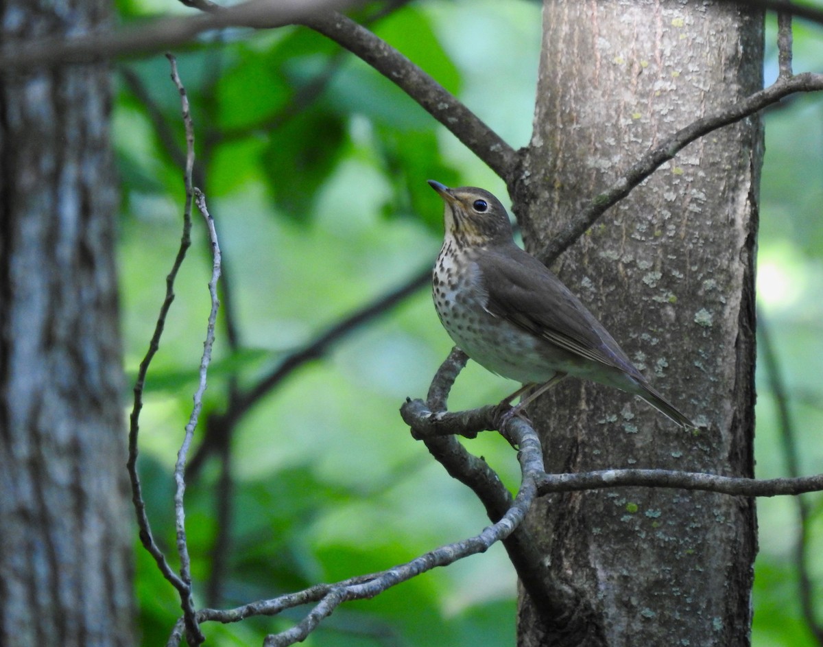 Swainson's Thrush - ML619174290