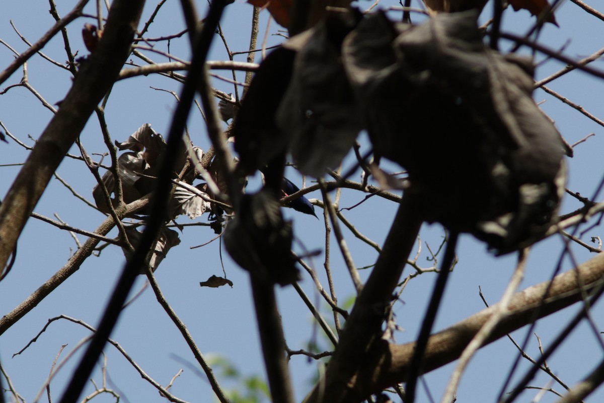 Short-billed Honeycreeper - ML619174291