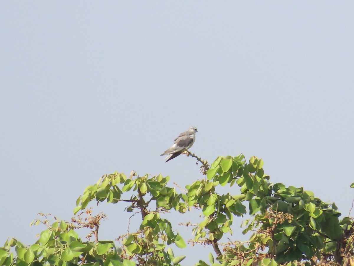 Black-winged Kite - Shilpa Gadgil