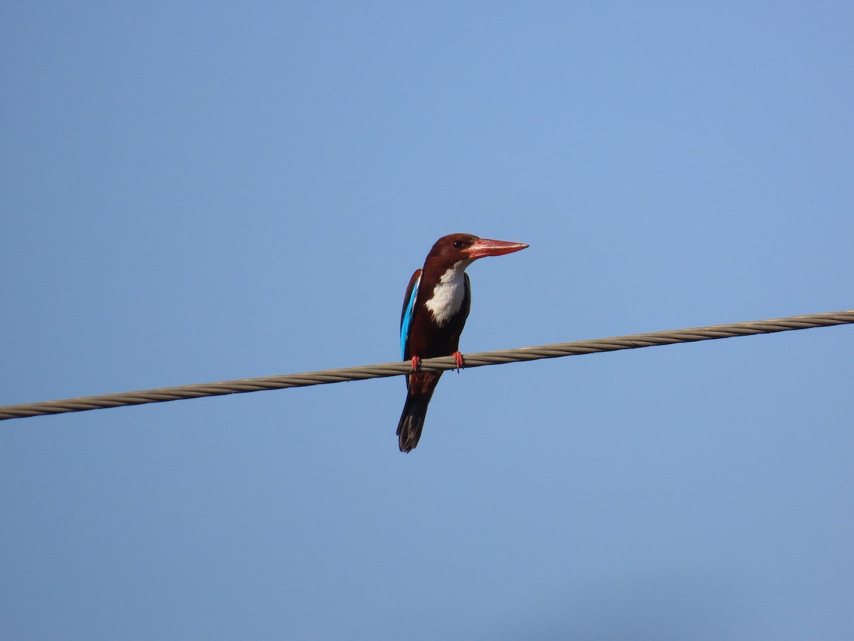 White-throated Kingfisher - Shilpa Gadgil