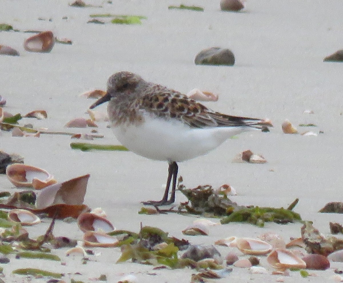 Bécasseau sanderling - ML619174346