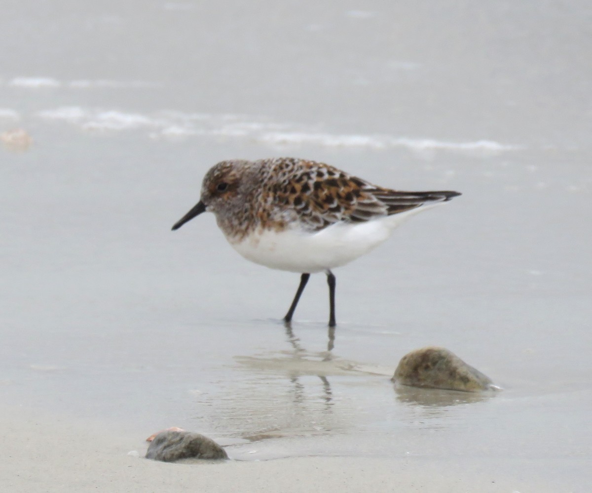 Bécasseau sanderling - ML619174347