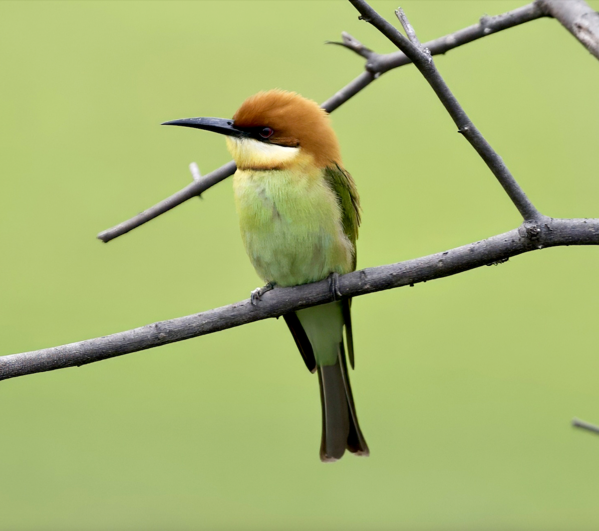 Chestnut-headed Bee-eater - Joseph Tobias