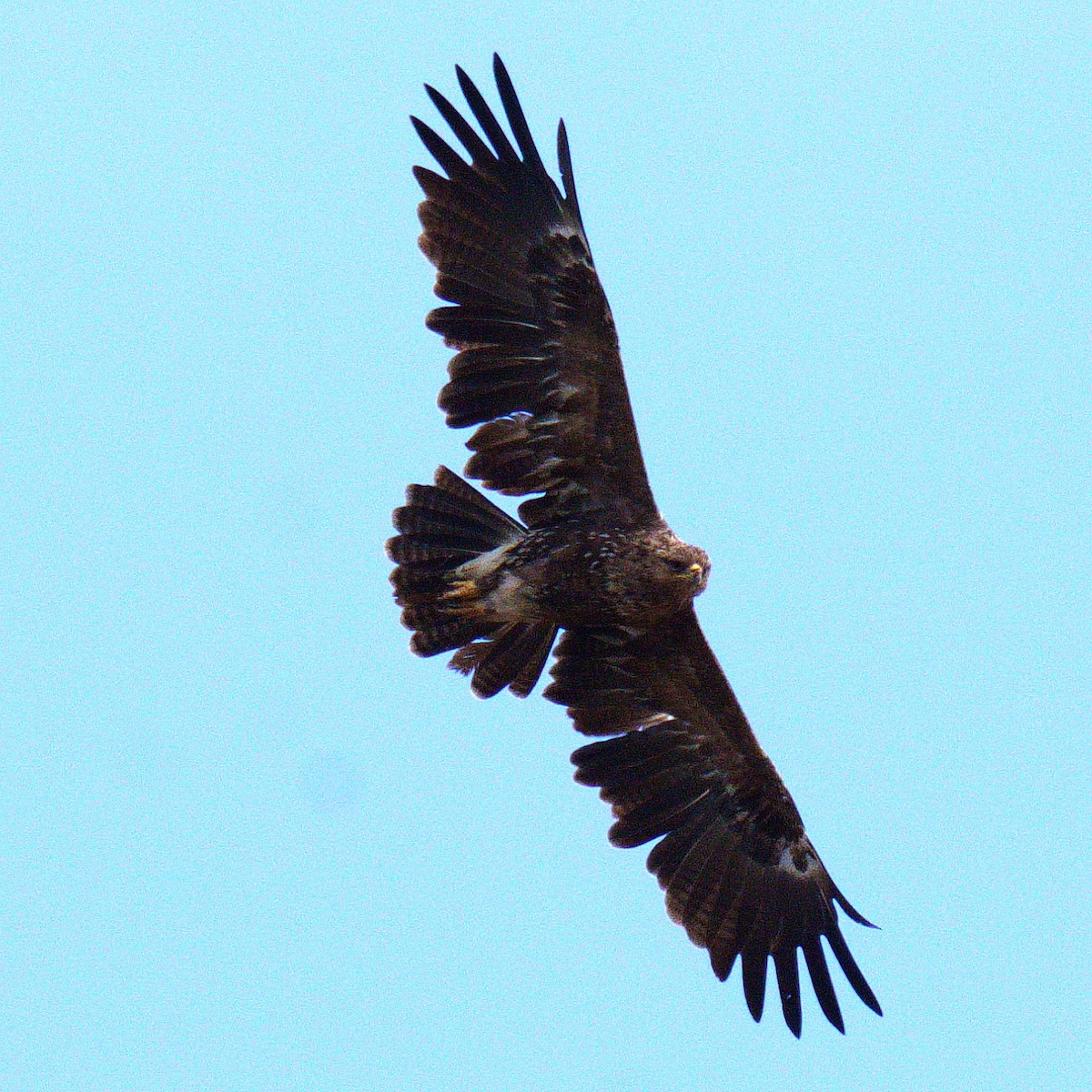 Lesser Spotted Eagle - Дзмітрый Дрозд
