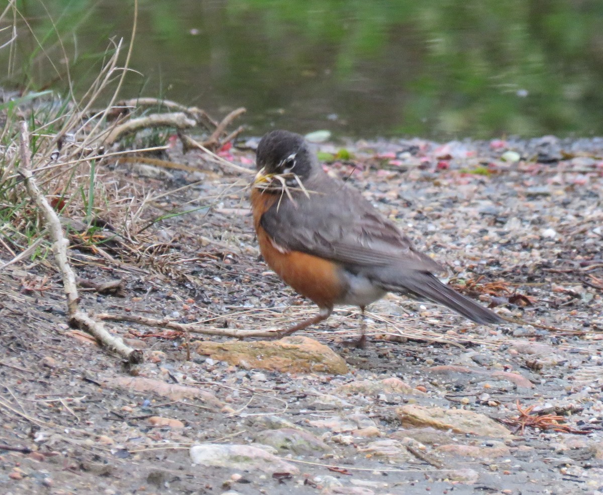 American Robin - Roger Debenham