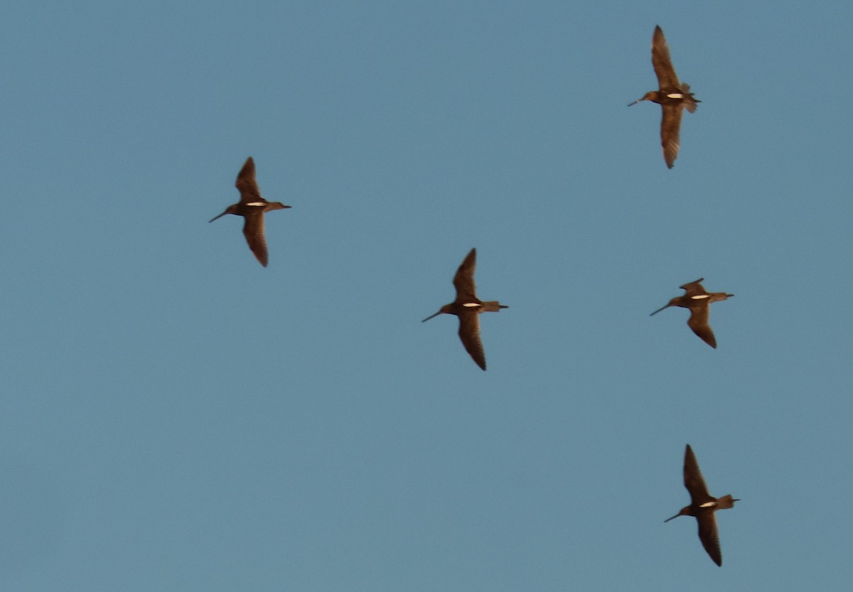 Long-billed Dowitcher - Walter Thorne