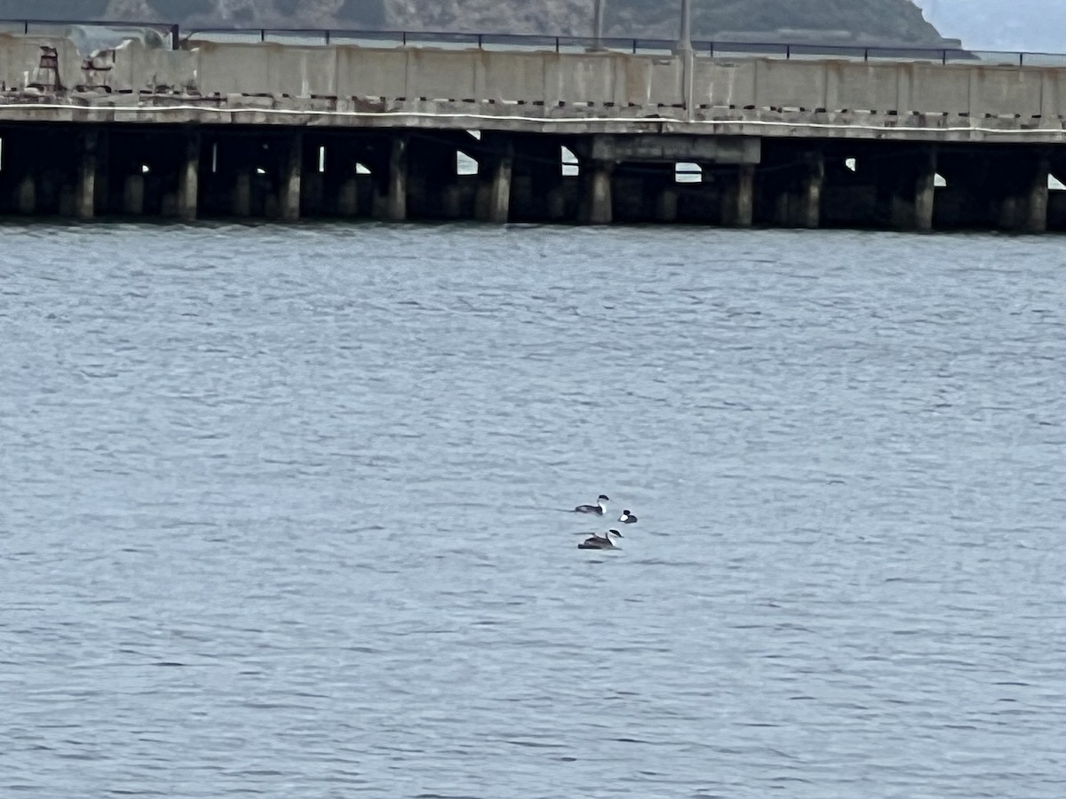 Western/Clark's Grebe - Daniel Lebbin