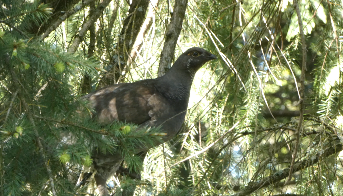 Sooty Grouse - Kevin Hayes