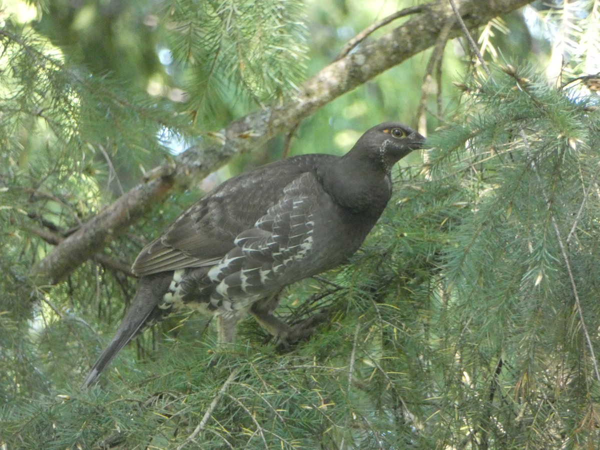 Sooty Grouse - Kevin Hayes