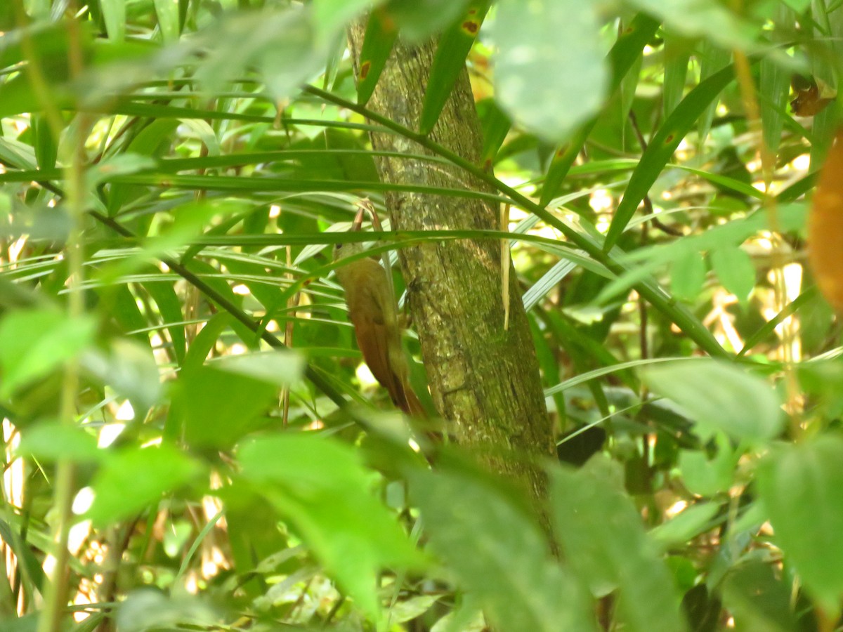 Uniform Woodcreeper (Brigida's) - ML619174449