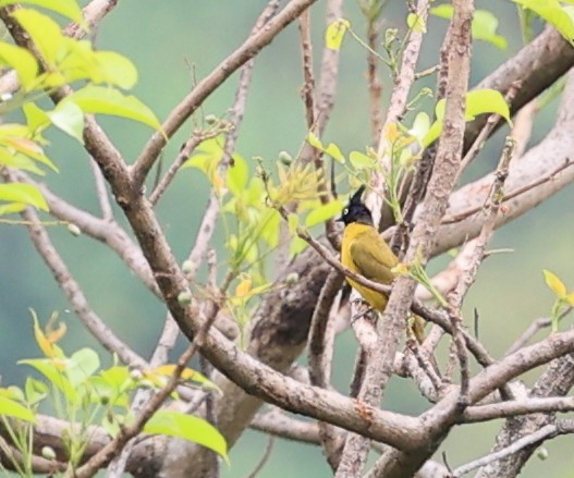 Black-crested Bulbul - Vijaya Lakshmi