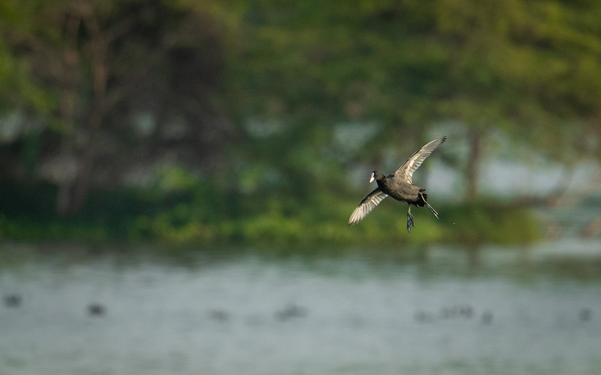 Eurasian Coot - Sharang Satish