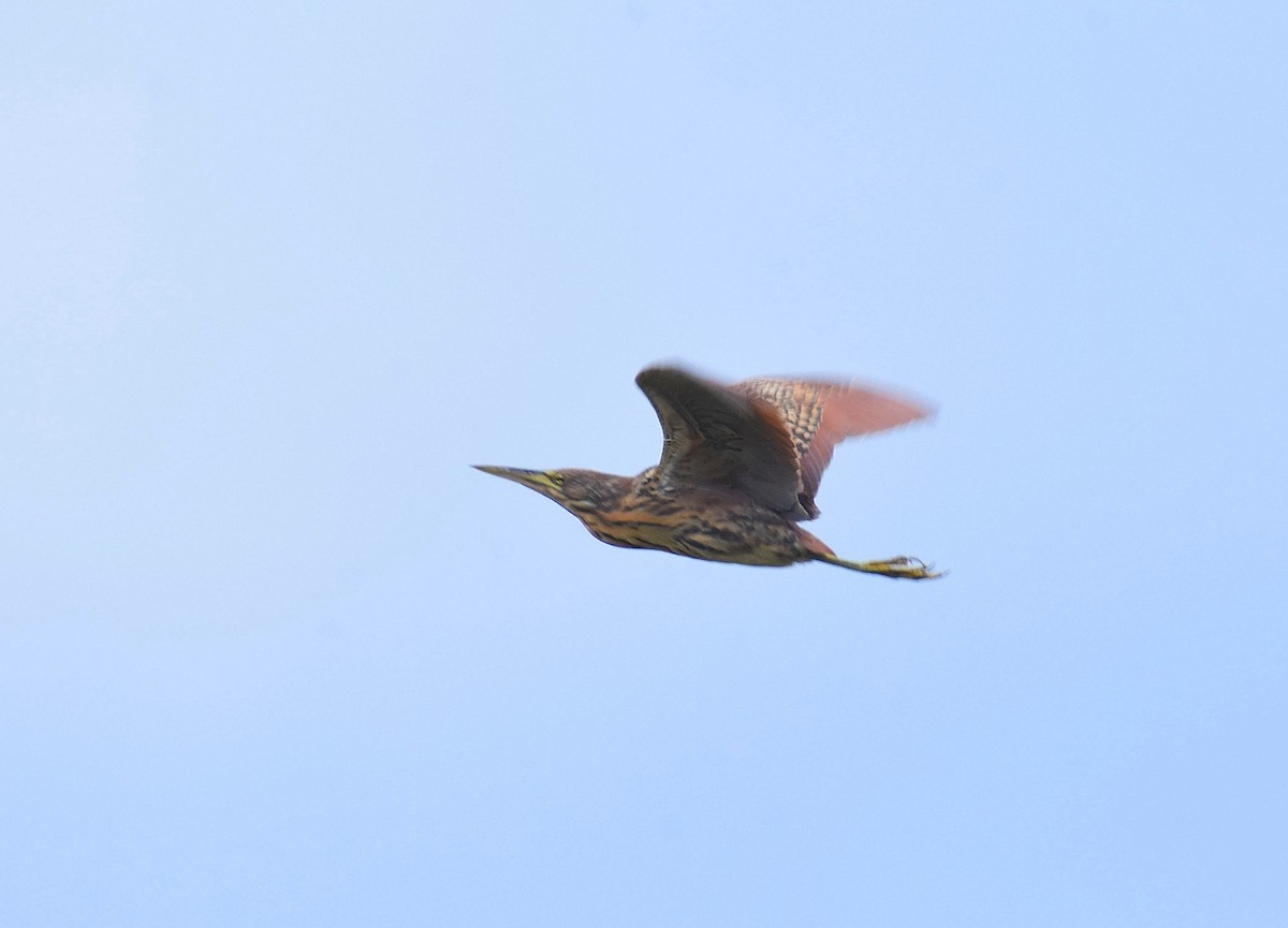 Cinnamon Bittern - Anand Birdlife