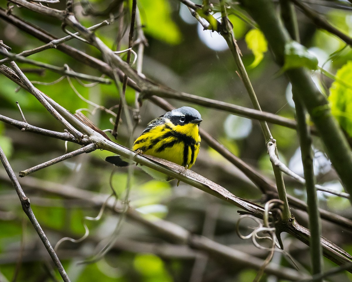 Magnolia Warbler - Tim Frye