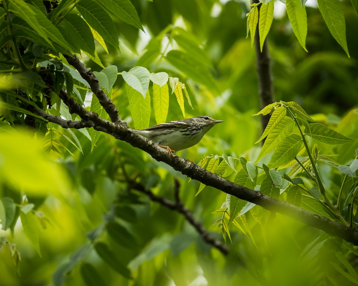 Blackpoll Warbler - Tim Frye