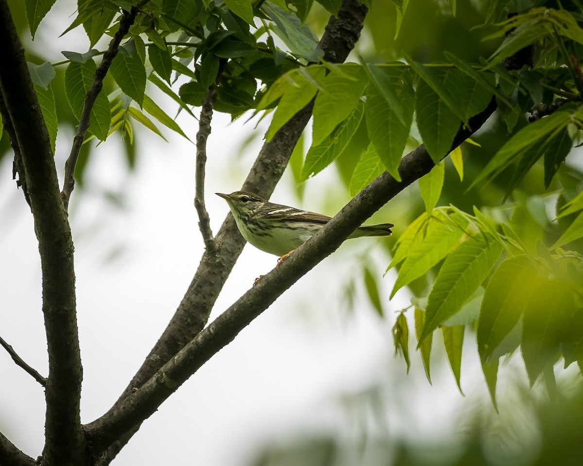 Blackpoll Warbler - Tim Frye