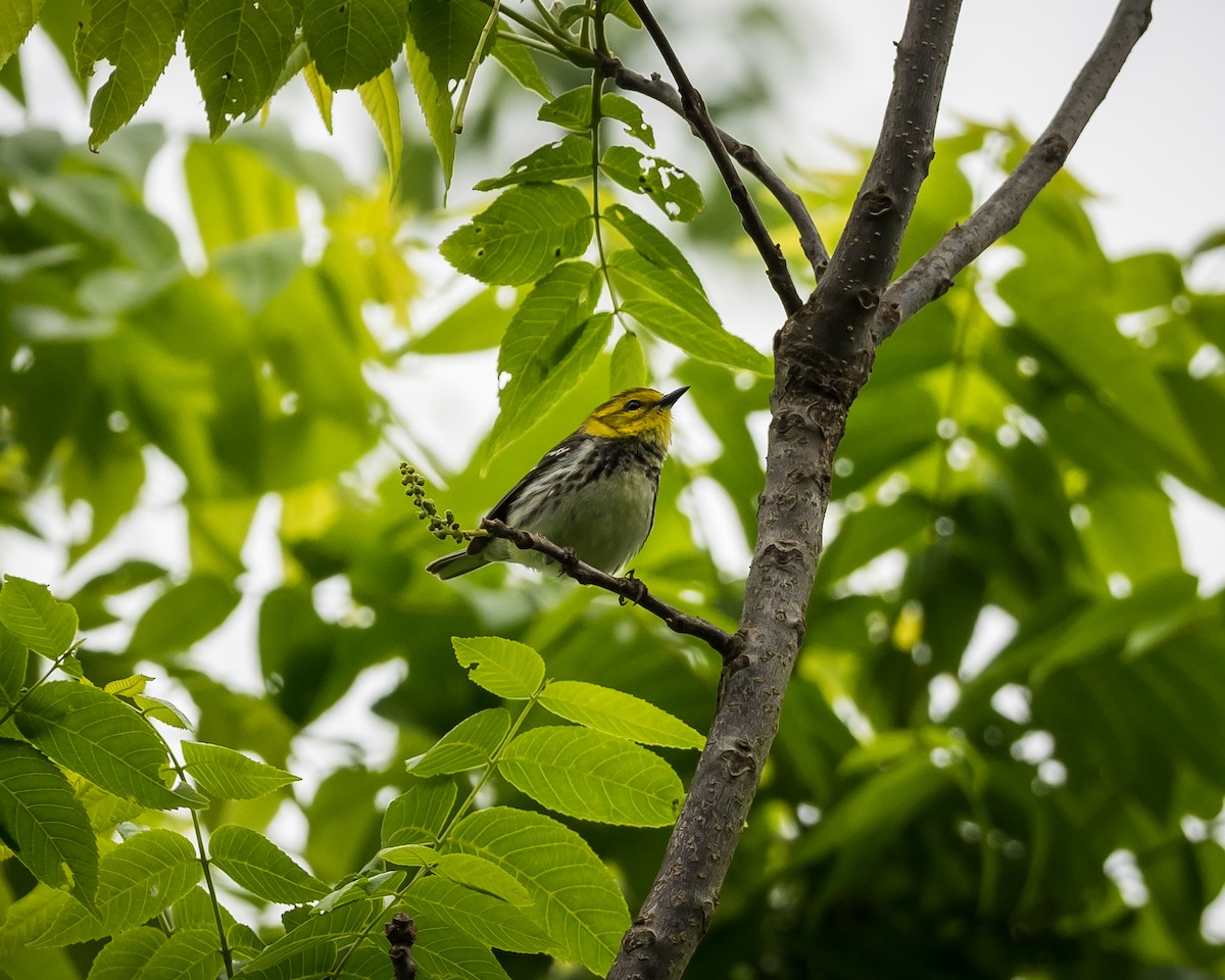 Black-throated Green Warbler - Tim Frye