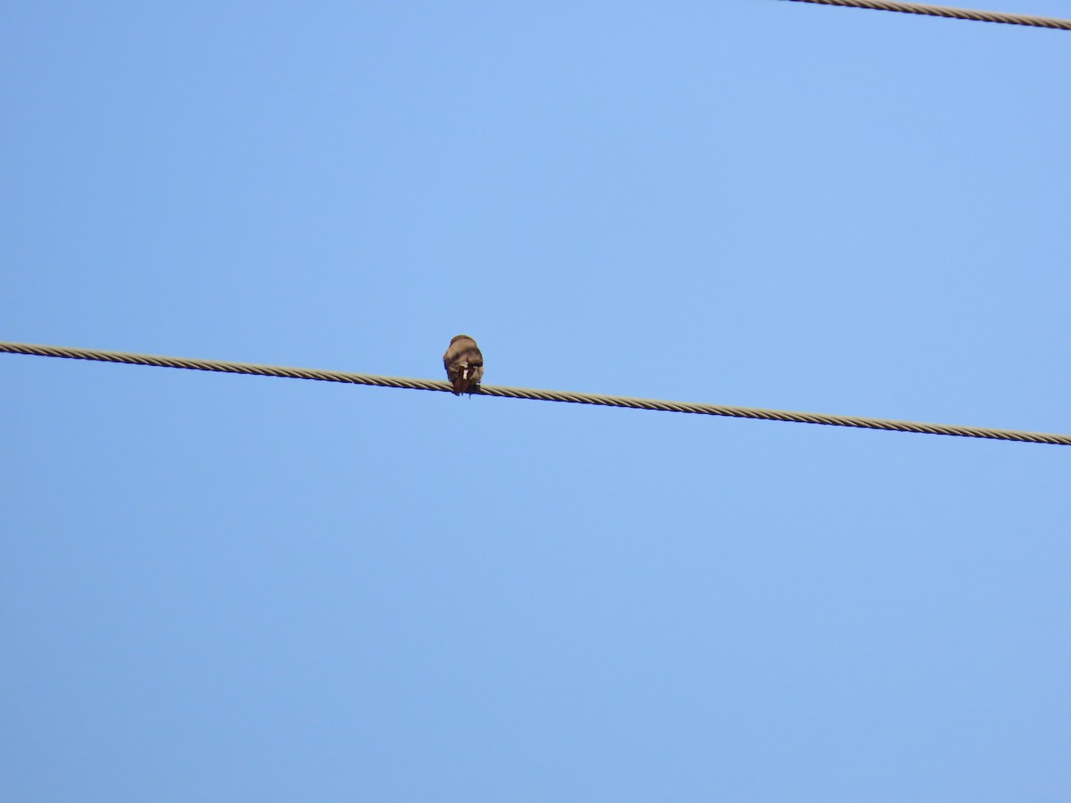 Indian Silverbill - ML619174552