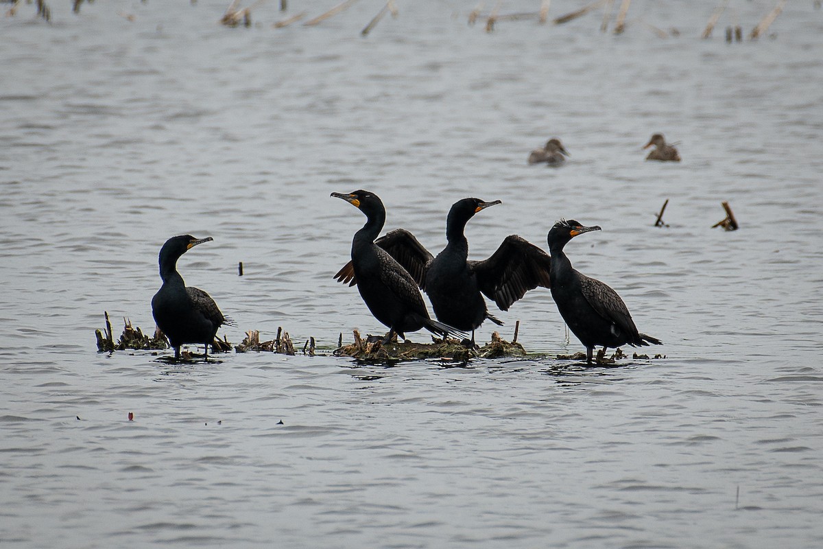 Double-crested Cormorant - ML619174579