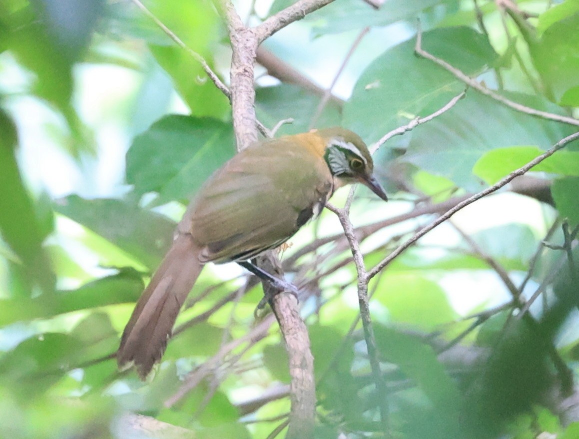 Greater Necklaced Laughingthrush - Vijaya Lakshmi