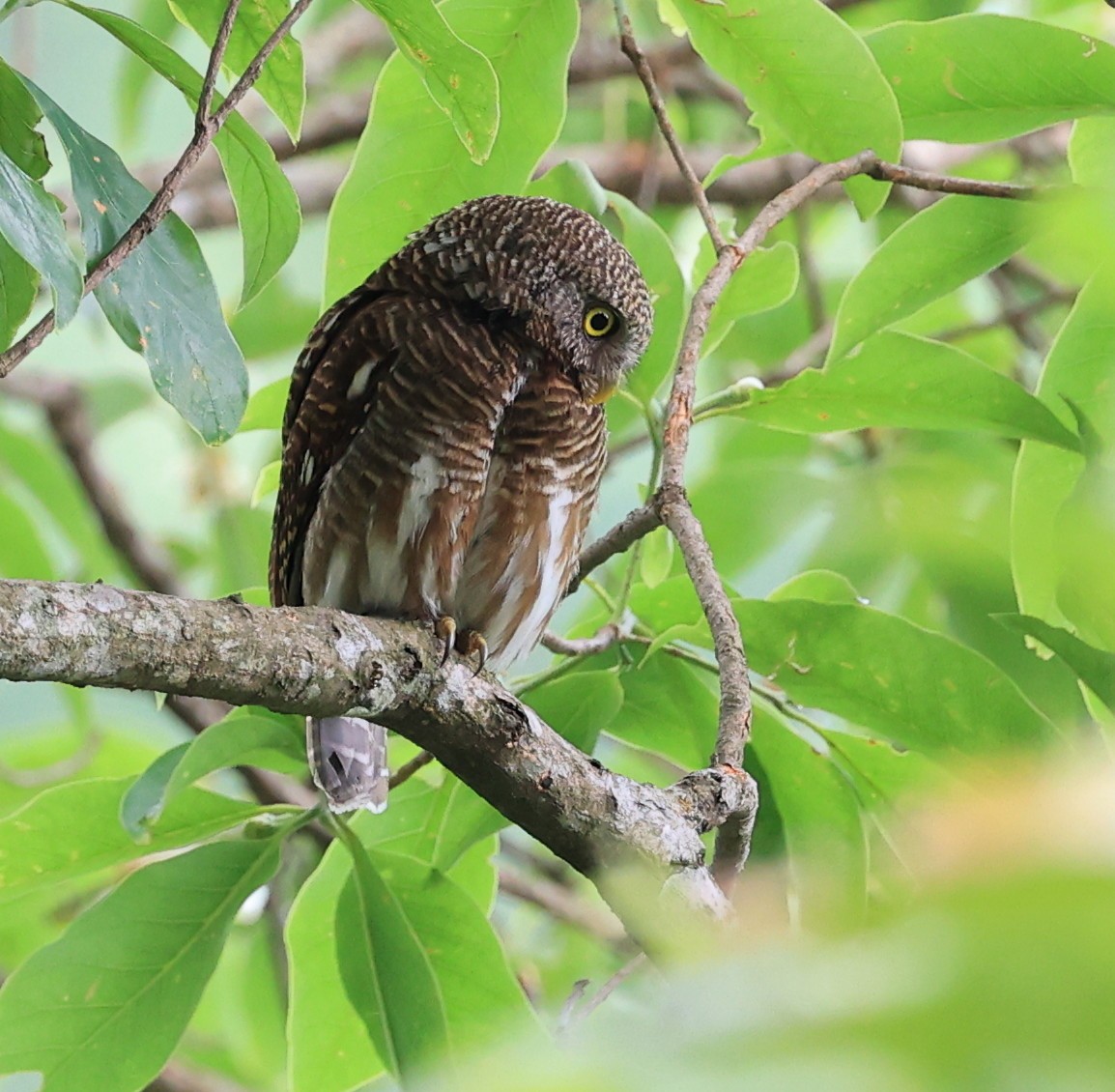 Asian Barred Owlet - ML619174593