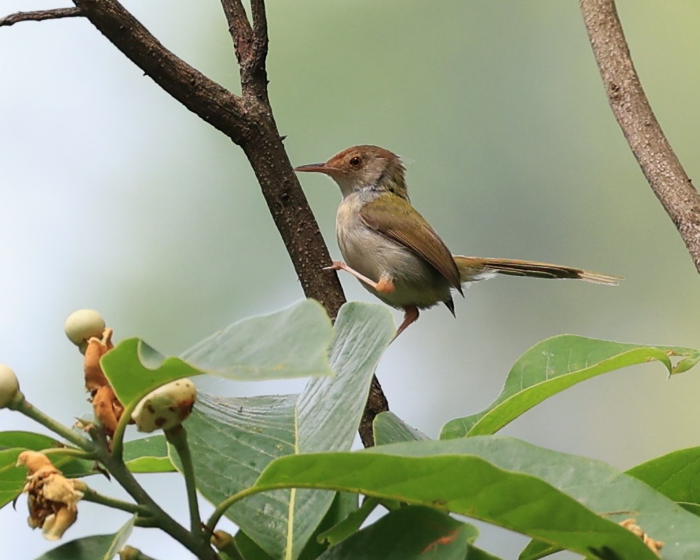 Common Tailorbird - Vijaya Lakshmi