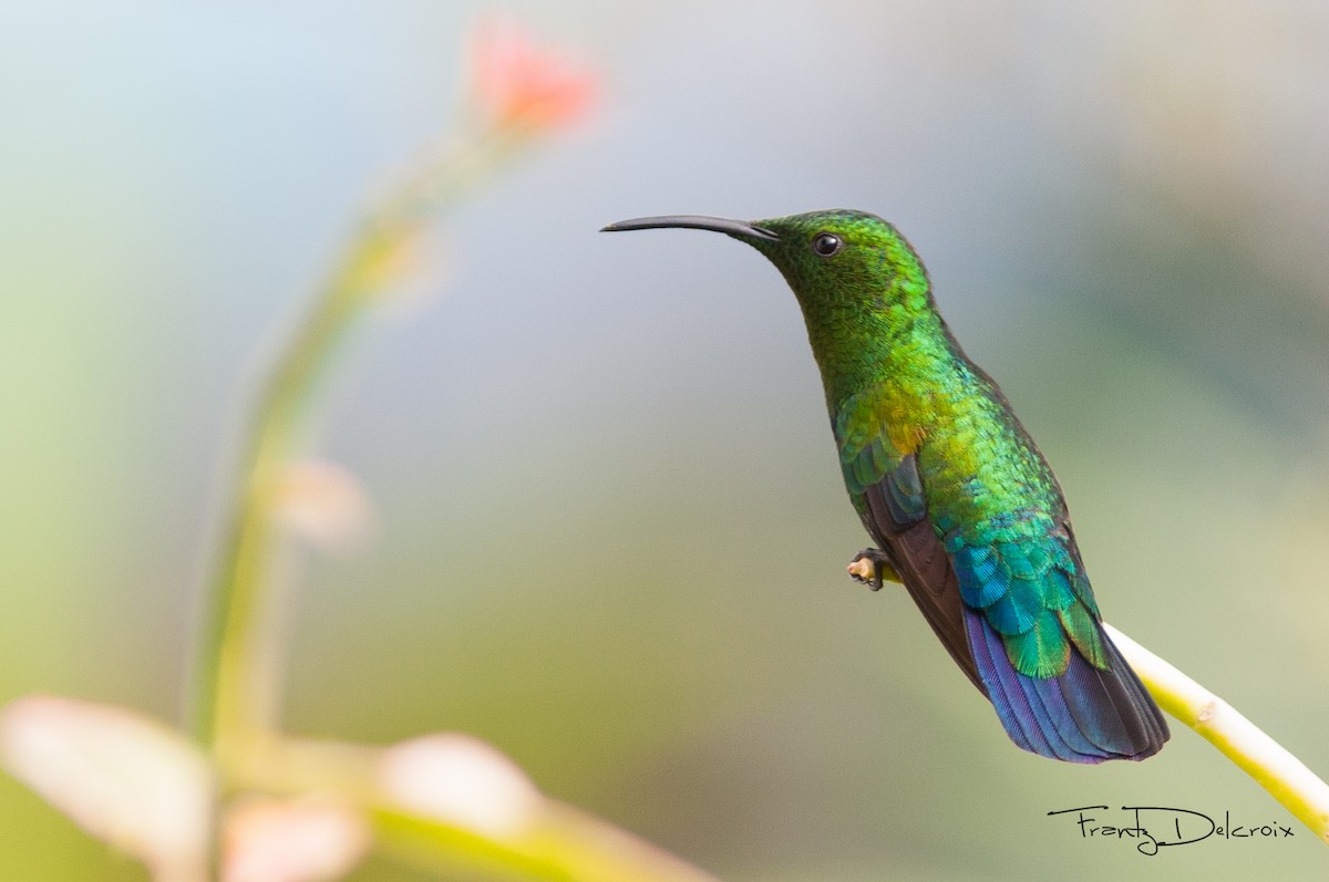 Green-throated Carib - Frantz Delcroix (Duzont)